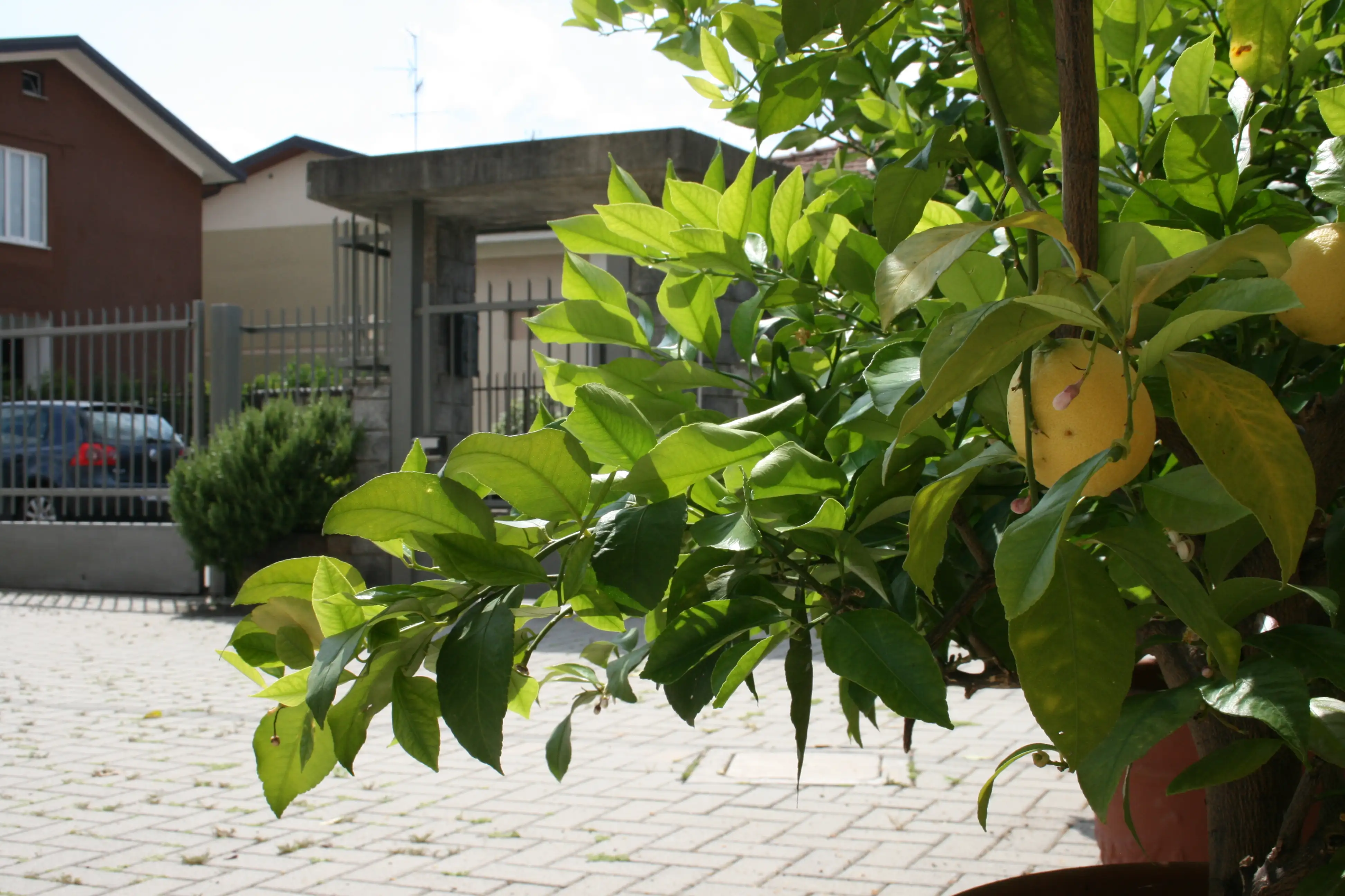 Le Margherite - Exterior